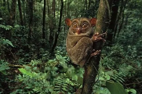 Characteristics Characteristics