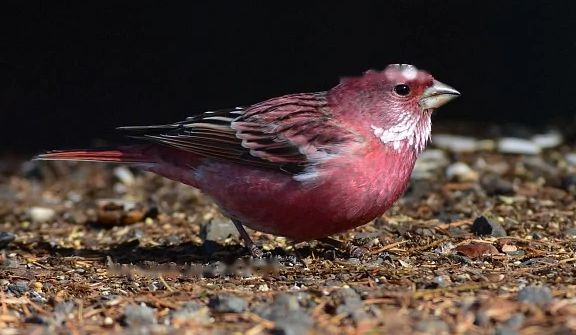 Characteristics Characteristics