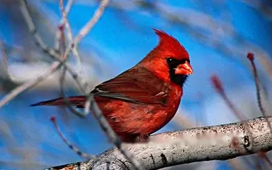 Cardinal Cardinal