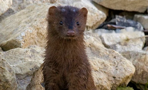 Mink Mink
