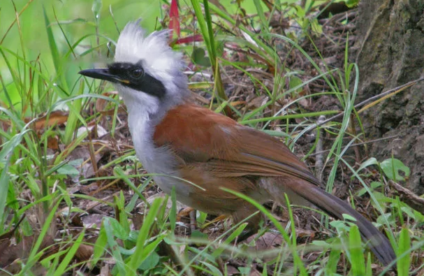 Characteristics Characteristics