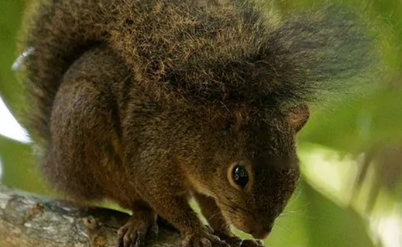 Aestivation Aestivation