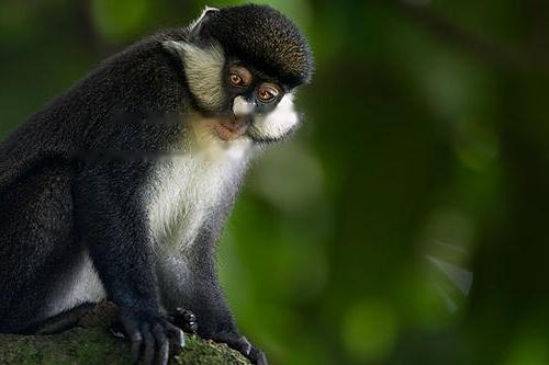 Lifespan White-lipped