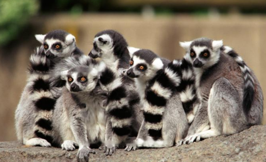 Can Lemurs