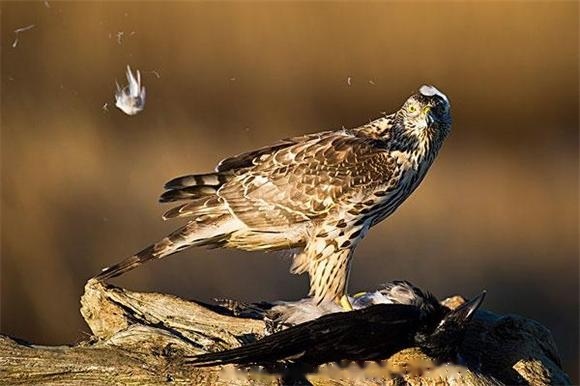 Characteristics Characteristics