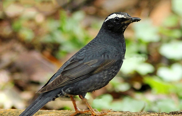 Characteristics Characteristics