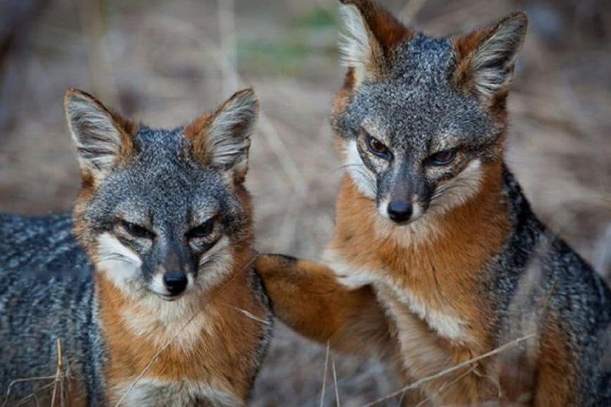 Characteristics Characteristics