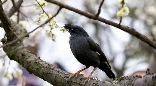 Characteristics Characteristics