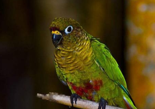 Characteristics Russian-bellied