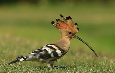 hoopoe
