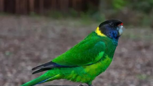 Characteristics Port