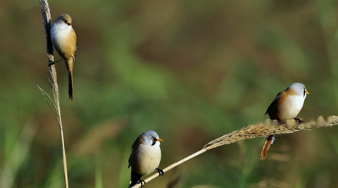 Characteristics Characteristics