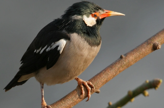 Characteristics Characteristics