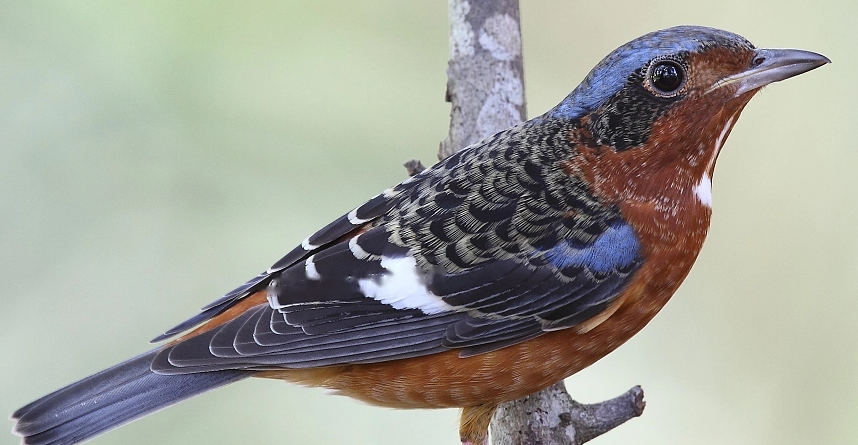 Characteristics Characteristics