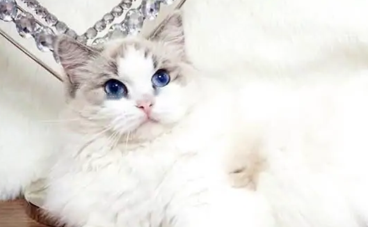 What Characteristics