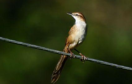 Characteristics Characteristics