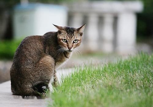 Which Abyssinian