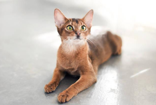 Which Abyssinian