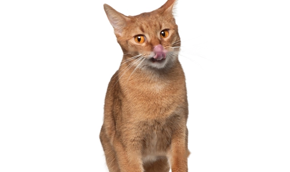 Which Abyssinian