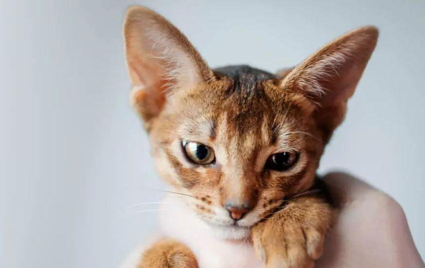 Which Abyssinian