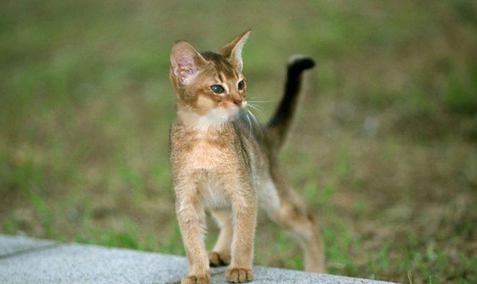 Abyssinian