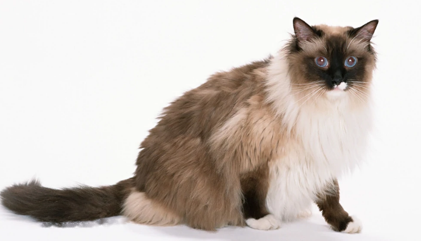 Birman