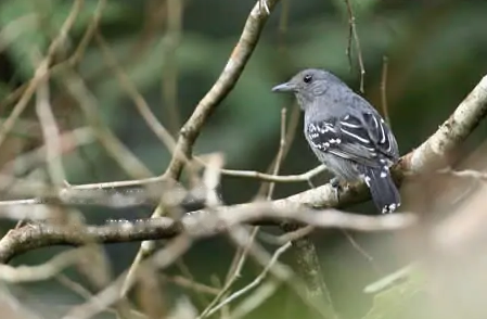 Characteristics Characteristics