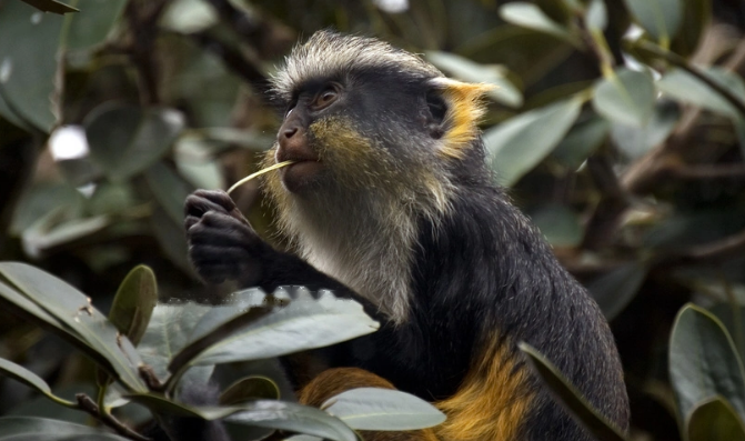 Characteristics Vervet