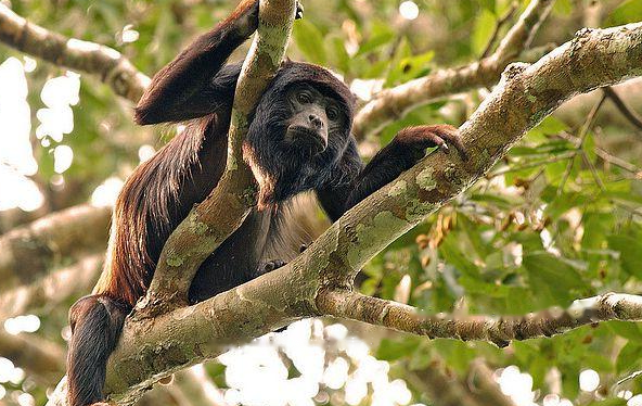 Characteristics Characteristics