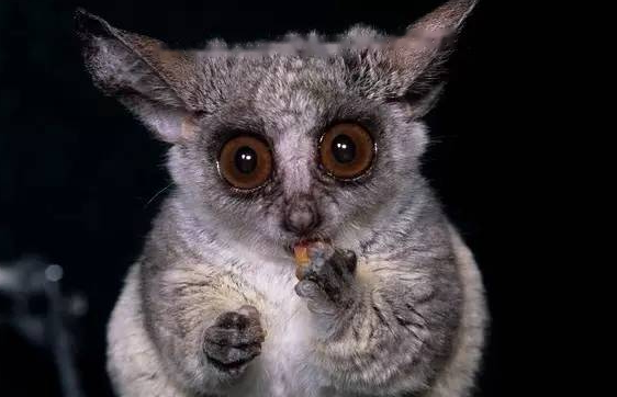 Characteristics West