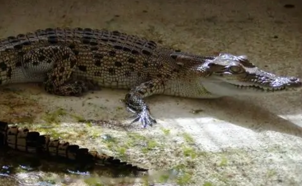 Characteristics Characteristics