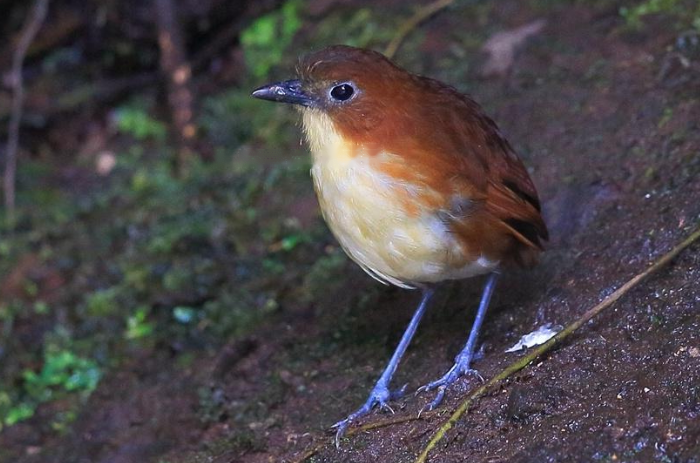 Brown-backed Rearing