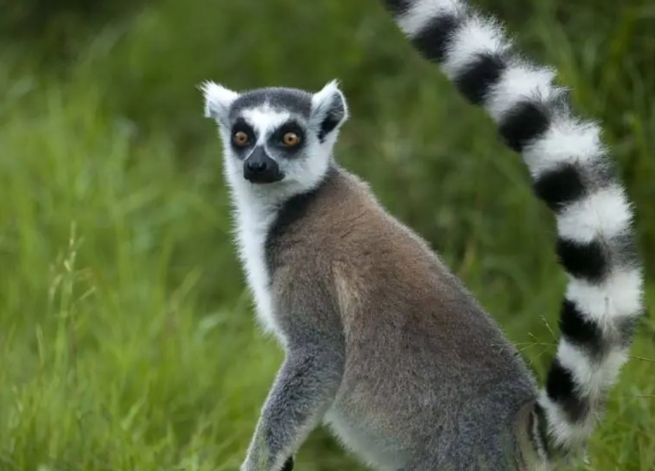 Lemurs