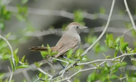 Characteristics Characteristics