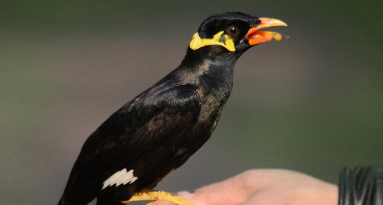 Mynah