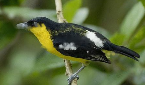 Characteristics Shortmouth