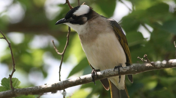 Leading White-headed