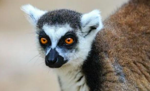 Characteristics Characteristics