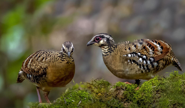 Characteristics Gray-breasted