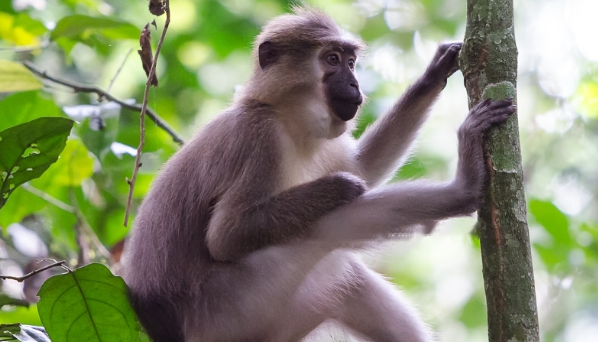 Characteristics Characteristics