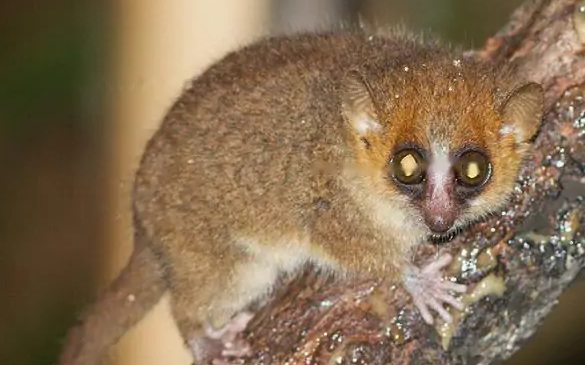 Characteristics Auburn