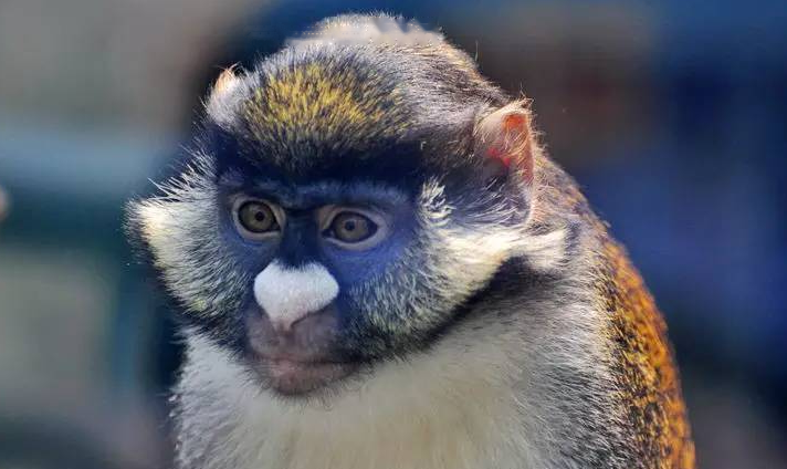 Characteristics Cannes