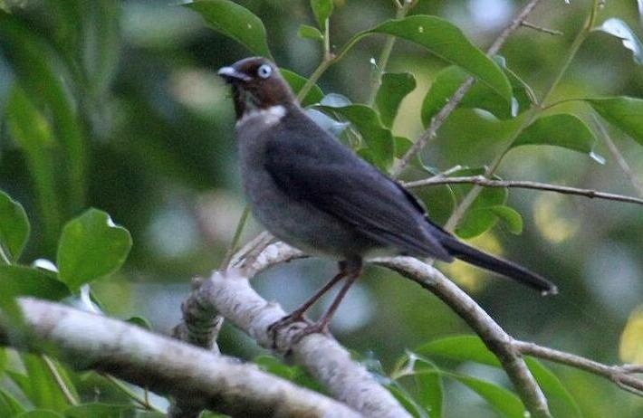 Characteristics Characteristics