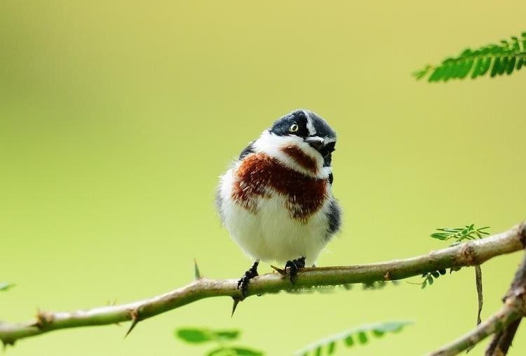 Characteristics White