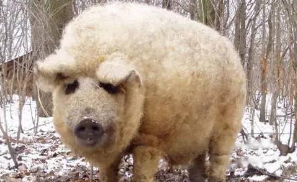 How Mangalica