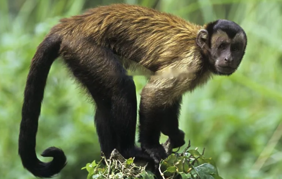 Can Capuchin
