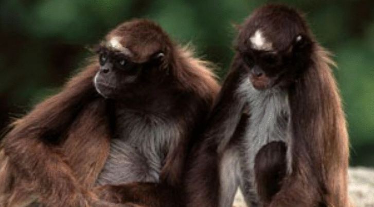 Characteristics Characteristics