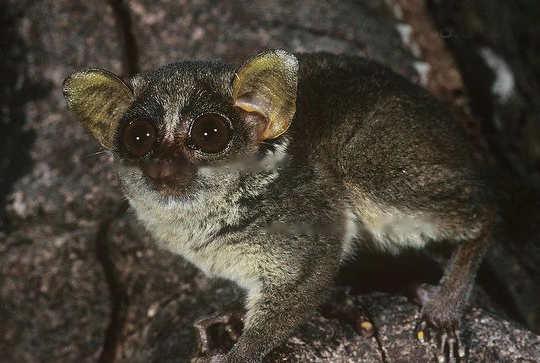 Characteristics Characteristics