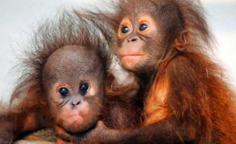 Characteristics Kana