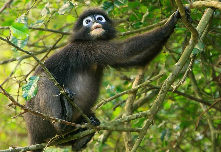Indonesian Indonesian